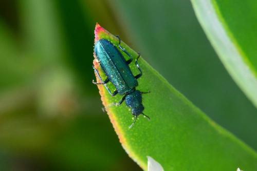 Réf. 203 810 : Psilothrix sp.